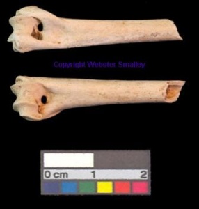 Pierced bone