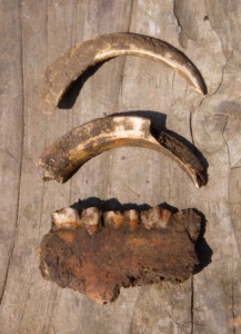 Shorne 2013 jaw and teeth