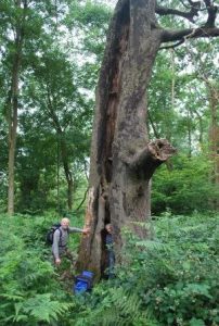 tree survey